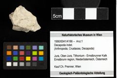 Foto (Objekt + Etiketten) von Decapoda indet. 